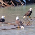 Three bald eagles take a spring bath on March 19. Photographer David Athearn says social distancing was observed. (Courtesy Photo | David Athearn)