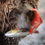 Courtesy Photo | Drew Hamilton                                 A brown bear chomps on a sockeye salmon on the Alaska Peninsula.