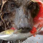 A brown bear chomps on a sockeye salmon on the Alaska Peninsula. (Courtesy Photo | Drew Hamilton)