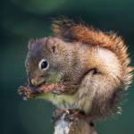 American red squirrel eats a pine cone Out the Road. (Courtesy Photo | Kenneth Gill, gillfoto)