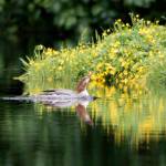 A common merganser swims in a salt chuck by Amalga Harbor. (Courtesy Photo | Kenneth Gill, gillfoto)