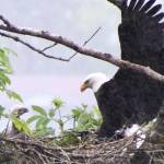 Mom is back writes Tom Wagner. This photo shows an eaglet and eagle near Judy Street. (Courtesy Photo | Tom Wagner)