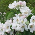 Yellow Transparent apple blossoms can be seen in this photo taken June 1, 2020. (Courtesy Photo | Gary Miller)