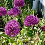 Alium can be seen in full bloom in this June 9 photo taken in a garden in the downtown flats. (Courtesy Photo | Denise Carroll)