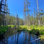 Off Windfall Lake Trail, Herbert River Wetlands, Tongass National Forest. (Courtesy Photo | Kenneth Gill, gillfoto)