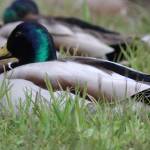 These mallards were seen June 10, 2020, at Rotary Park. I like their coloring even though they are common, writes Carolyn Kelley. (Courtesy Photo | Carolyn Kelley)