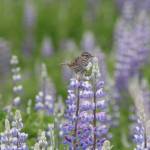 A Lincoln sparrow rests on lupine on the trail at the end of Industrial Blvd. June 12, 2020. (Courtesy Photo | Carolyn Kelley)