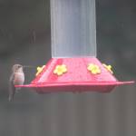 Rufus hummingbird is photographed through a window as it perches on a bird feeder. (Courtesy Photo | Carolyn Kelley)