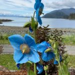 Blue poppies bloom at the Shrine of Saint Therese in this photo shared Tuesday, June 16, 2020. (Courtesy Photo | Cathy Squires)