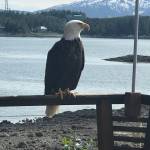 An eagle perches on a deck at Tee Harbor, Sunday, June 14, 2020. (Courtesy Photo | Johanna Smith)
