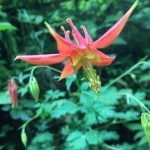 The bright colors of this western columbine contrast with the surrounding greenery in this photo shared Wednesday, June 17, 2020. (Courtesy Photo | Deborah Rudis)