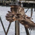 A juvenile Bald Eagle flies by a seafood processor, Juneau, Alaska. (Courtesy Photo | Kenneth Gill, gillfoto)