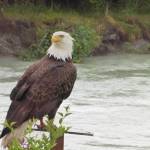 This is my friend, Yardbird, writes David Athearn. Tonight he was making sure I made it all the way to the water with my discarded fish scraps. I have had the Dont feed wildlife talk with him, but hope springs eternal. (Courtesy Photo | David Athearn)