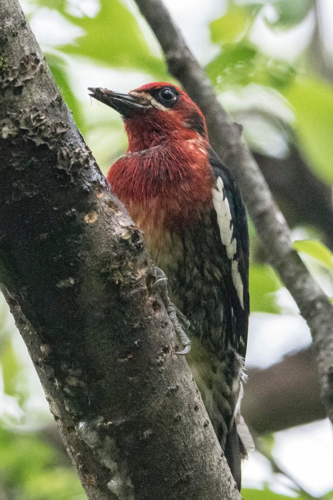 A red breasted sapsucker is seen just off Sandy Beach, Douglas. (Courtesy Photo | Kenneth Gill, gillfoto)