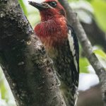 A red breasted sapsucker is seen just off Sandy Beach, Douglas. (Courtesy Photo | Kenneth Gill, gillfoto)