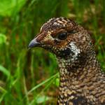 A sooty grouse seen in Half Moon Meadow. (Courtesy Photo | Denise Carroll)