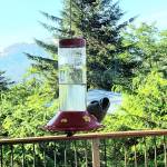 I am visiting my brother with my family, writes Bill Sauerteig. We have been watching this hairy woodpecker enjoy sugar water from the hummingbird feeder the past few days. (Courtesy Photo | Bill Sauerteig)