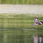 Belted Kingfisher with fresh catch, by the Salt Chuck Amalga, Southeast Alaska. (Courtesy Photo/Kenneth Gill, gillfoto)