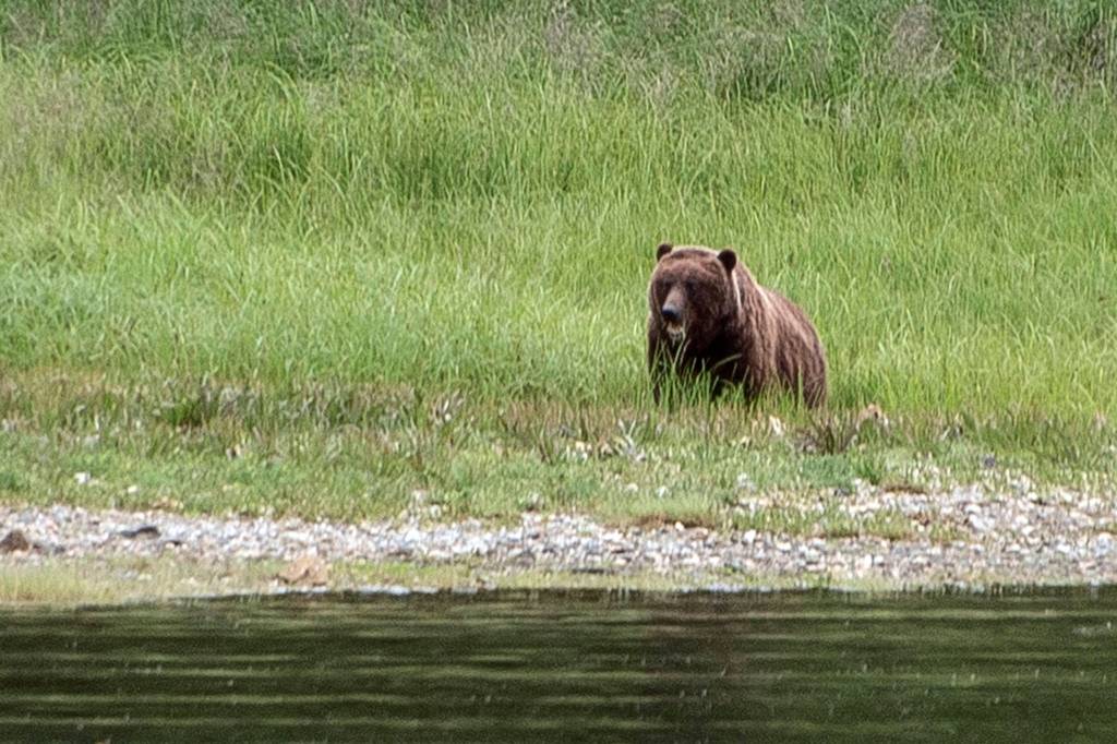 A brown bear eats grass on tideline by Grave Island, Tenakee Springs. (Courtesy Photo | Kenneth Gill, gillfoto)