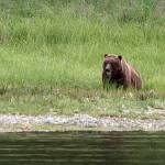 A brown bear eats grass on tideline by Grave Island, Tenakee Springs. (Courtesy Photo | Kenneth Gill, gillfoto)
