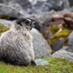 A marmot suns near marmot the Shrine of St. Therese. (Courtesy Photo | Eston Jennings)