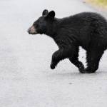 A bear cub crosses Glacier Spur Road in early August. (Courtesy Photo / Linda Shaw)
