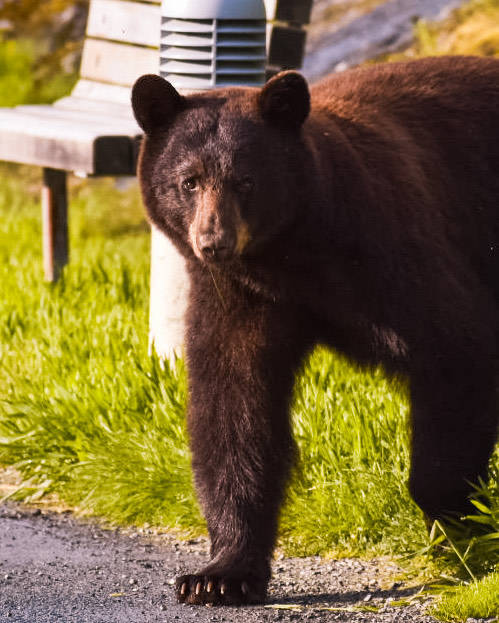 A bear walks near Mendenhall Glacier. (Courtesy Photo | Eston Jennings)