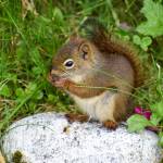 A squirrel snacks on seeds near the Shrine of St. Therese. (Courtesy Photo | Eston Jennings)