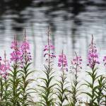 This photo shows Fireweed Pond by salt chuck on Aug. 6, 2020(Courtesy Photo | Kenneth Gill, gillfoto)
