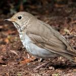 A hermit thrush is in a garden out by Lena. (Courtesy Photo/Kenneth Gill,gillfoto)