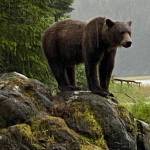 A brown bear stands at Sweetheart Creek on Aug. 9, 2020. (Courtesy Photo / Skippy Wilsonová)