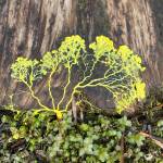 Slime mold grows at Point Bridget on June 27,2020. (Courtesy Photo | Deana Barajas)
