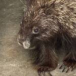 A curious porcupine pays a visit to Denise Carrolls home on June 30, 2020. (Courtesy Photo | Denise Carroll)