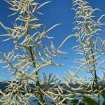 Like plumes against the blue sky, goatsbeard thrives along North Douglas Highway on July 1, 2020. (Courtesy Photo | Denise Carroll)