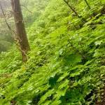 Green, green, its green they say on the far side of the hill… writes Denise Carroll of this photo taken on the Mount Roberts Tram trail on July 8, 2020. (Courtesy Photo | Denise Carroll)