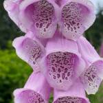 Blooming foxglove along twin lakes invites hummingbirds and bees alike to feast on nectar on July 10, 2020. (Courtesy Photo | Denise Carroll)