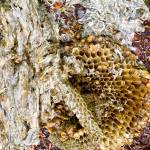 A destroyed paper hornets outer nest and hive on the trail to Cedar Lake on Aug. 7, 2020. (Courtesy Photo / Denise Carroll)