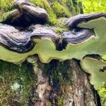 Large bear bread, or artists bracket, acts as an umbrella for little forest creatures along the Cedar Lake Trail on Aug. 7, 2020. (Courtesy Photo / Denise Carroll)