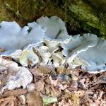 A small colony of intricate mushrooms commonly, but not officially, called blue knight or blue denim mushrooms as seen on the trail to Akiyama Bight on Aug. 7, 2020. (Courtesy Photo / Denise Carroll)