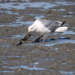 A mew gull enjoys a tasty snack along the Kenai river. (Courtesy Photo / Carolyn Kelley)