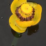 Flies visit a yellow pond lily in this photo shared July 16, 2020. (Courtesy Photo | Deborah Rudis)