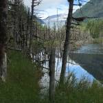 The Dead Forest is seen on the way to the Mendenhall Glacier, July 23, 2020 (Courtesy Photo/Photo Barbara Belknap)