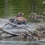 An immature bald eagle takes bath before the beaver dam in Steep Creek on June 30, 2020. (Courtesy Photo | Kenneth Gill, gillfoto)