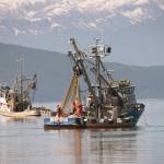 A local seine boat brings in the purse net by the salt chuck near Amalga Harbor. (Courtesy Photo / Kenneth Gill, gillfoto)