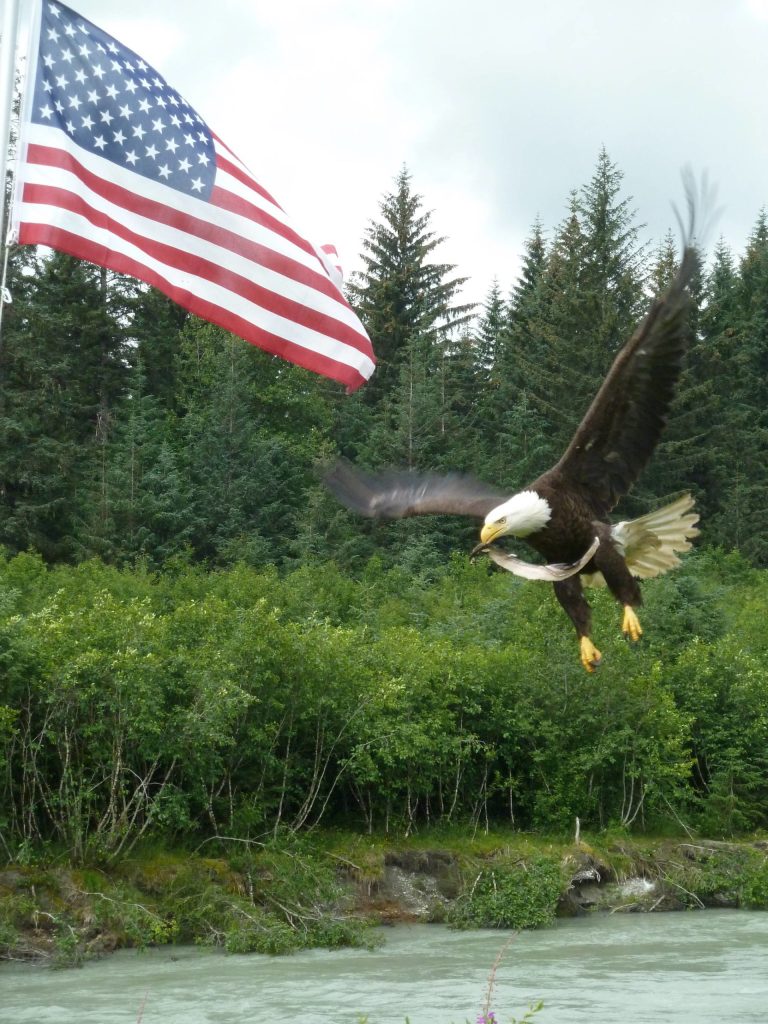 Black cod scraps attract the attention of the bald eagle, Yardbird, on July 13, 2020. (Courtesy Photo | David Athearn)