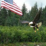 Black cod scraps attract the attention of the bald eagle, Yardbird, on July 13, 2020. (Courtesy Photo | David Athearn)