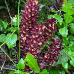 Ground cones were among the sights seen during a July 25 hike along Perseverance Trail. (Courtesy Photo / Deana Barajas)