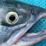 Courtesy Photo | Tyson Fick                                 Southeast Alaska fisherman are reporting seeing much smaller salmon this year, and in the case of chum salmon, much fewer fish. That has some concerned about the future of fishing in the region.