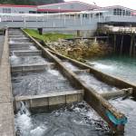 Some salmon return, but ‘not nearly enough’