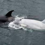 Tluk, a juvenile orca with white pigmentation swims near Petersburg, Aug. 6. Its part of a pod thats been known to go as far north as Haines and researchers are asking Alaskans to keep an eye out for Tluk and his pod and share any pictures and information they have. (Courtesy photo / Stephanie Hayes)
